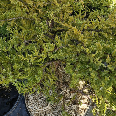 JUNIPERUS x media Gold star