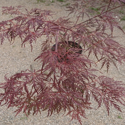 ACER palmatum Dissectum garnet