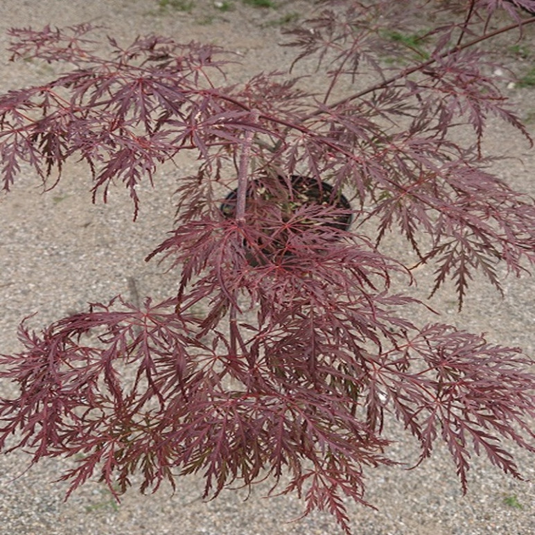 ACER palmatum Dissectum garnet