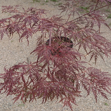 ACER palmatum Dissectum garnet