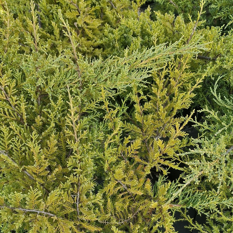 JUNIPERUS x media Gold star