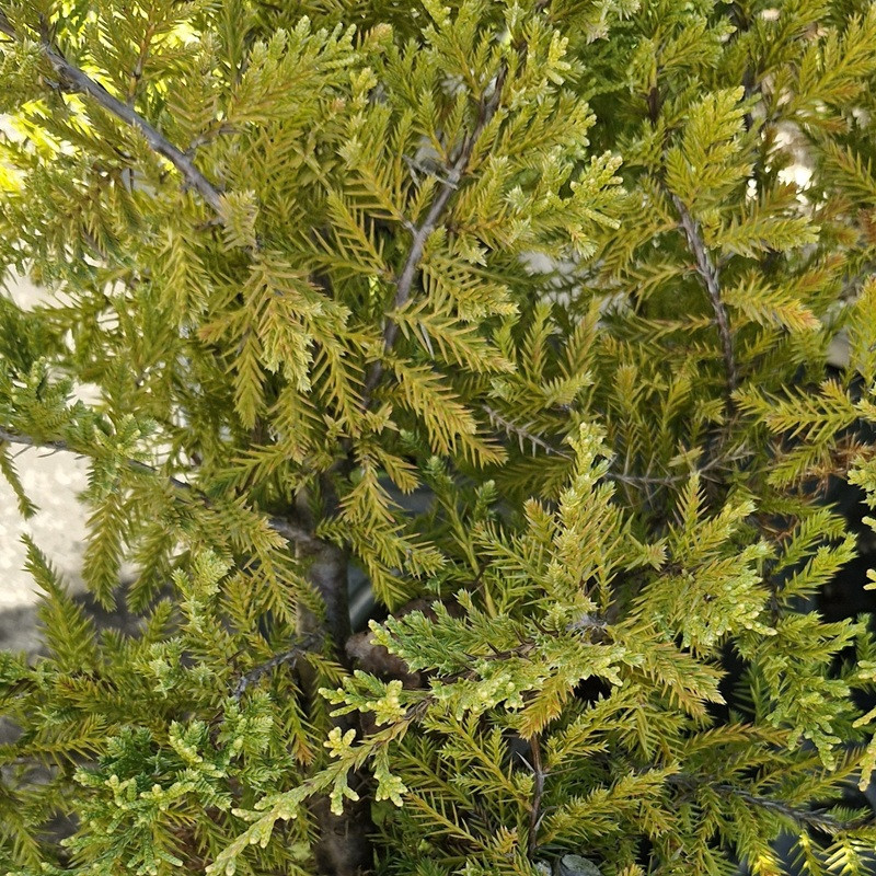 JUNIPERUS x media Gold star