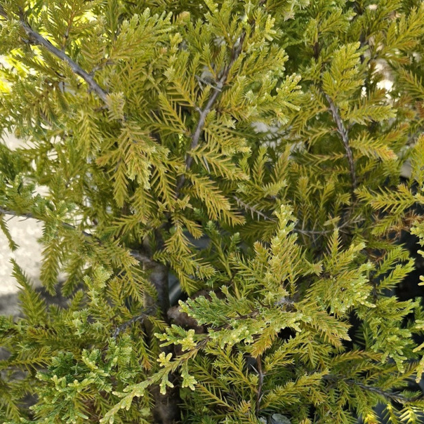 JUNIPERUS x media Gold star