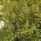 JUNIPERUS x media Gold star