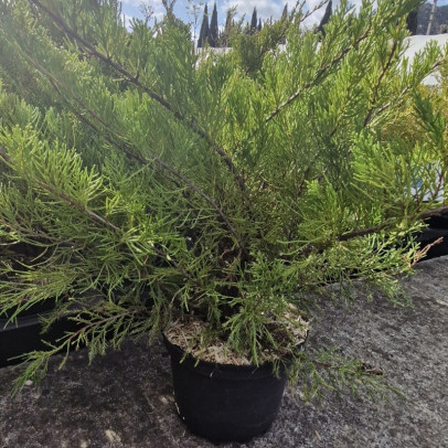 JUNIPERUS x media Mint julep
