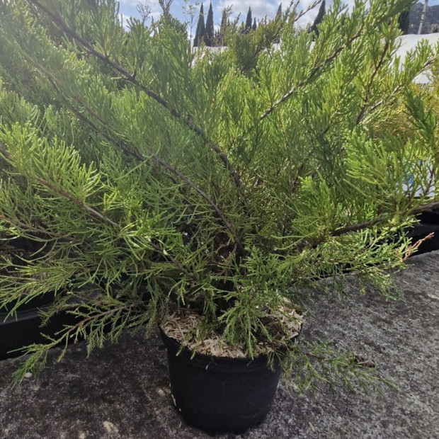 JUNIPERUS x media Mint julep