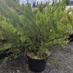 JUNIPERUS x media Mint julep