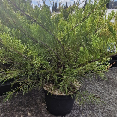 JUNIPERUS x media Mint julep