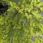 JUNIPERUS x media Mint julep