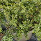 JUNIPERUS conferta Schlager