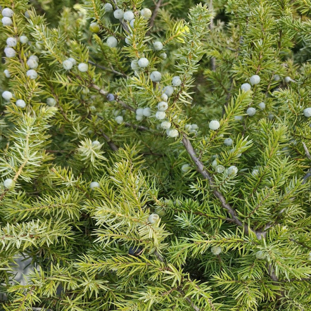 JUNIPERUS conferta Schlager
