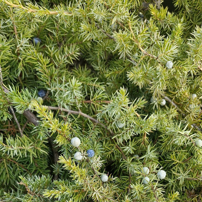 JUNIPERUS conferta Schlager