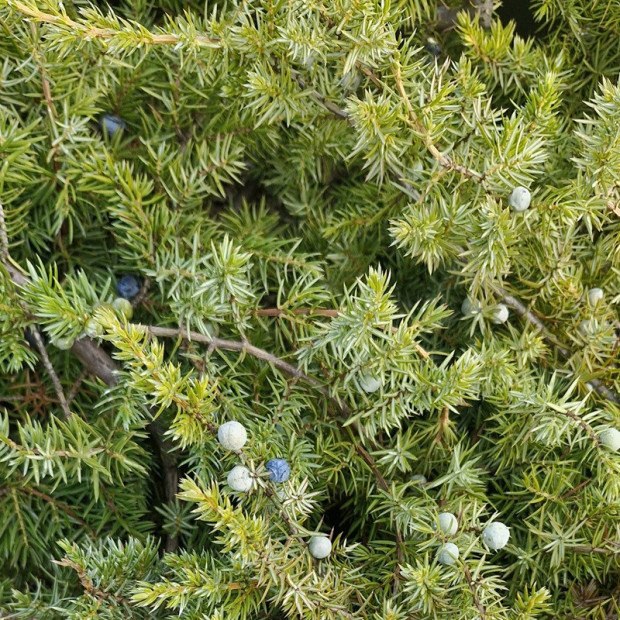 JUNIPERUS conferta Schlager