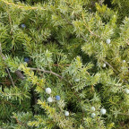JUNIPERUS conferta Schlager