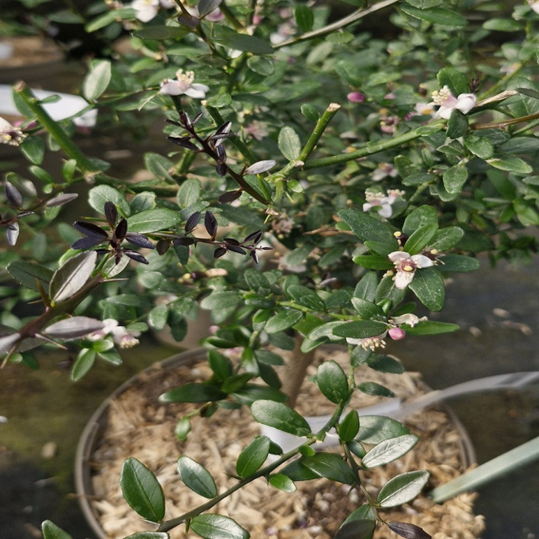 MICROCITRUS australasica Rouge (caviar)
