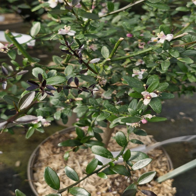 MICROCITRUS australasica Rouge (caviar)