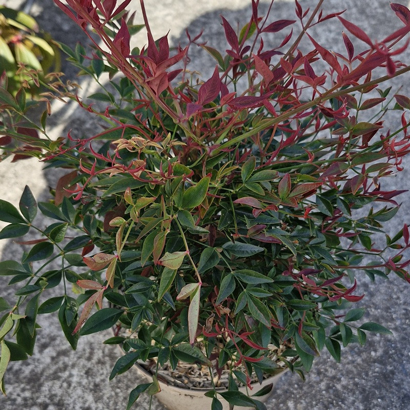 NANDINA domestica Obsessed NANDINA domestica Obsessed