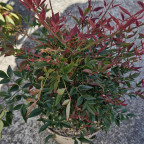 NANDINA domestica Obsessed NANDINA domestica Obsessed