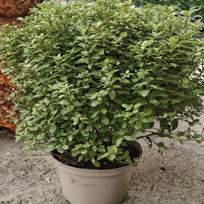 PITTOSPORUM tenuifolium Midget PITTOSPORUM tenuifolium Midget