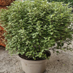 PITTOSPORUM tenuifolium Midget PITTOSPORUM tenuifolium Midget