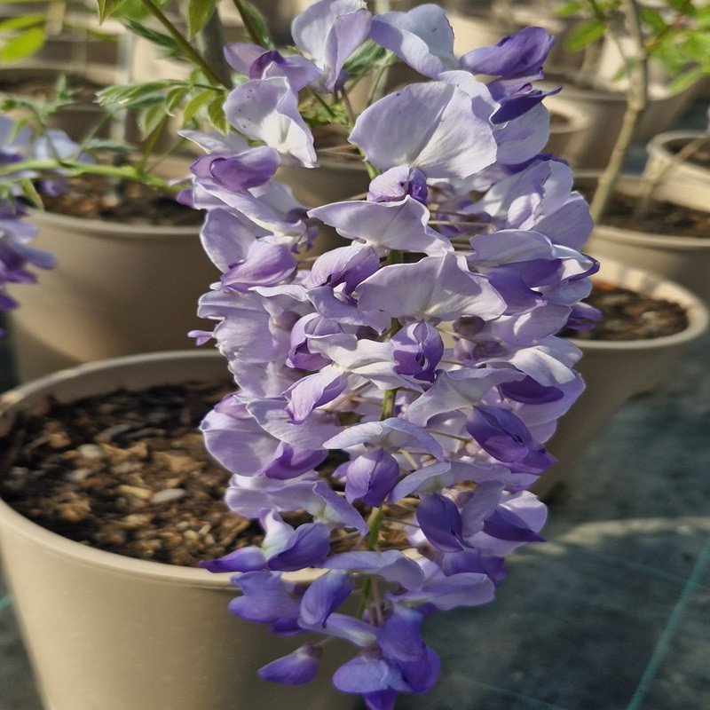 WISTERIA sinensis Bleue