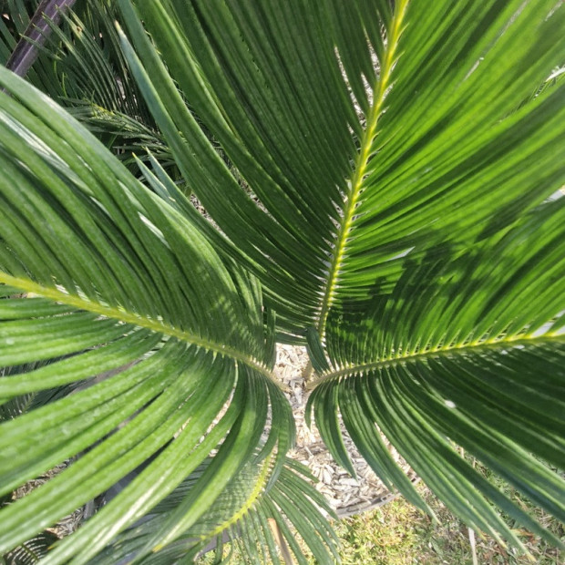 CYCAS revoluta