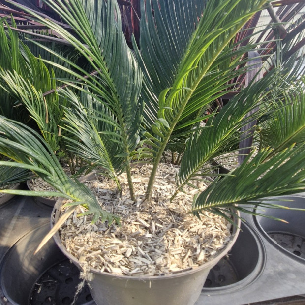 CYCAS revoluta