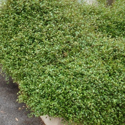 MUEHLENBECKIA complexa