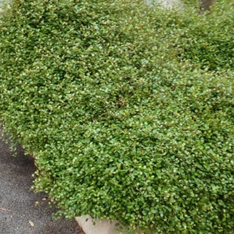 MUEHLENBECKIA complexa MUEHLENBECKIA complexa