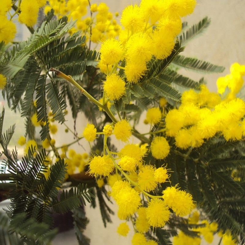 ACACIA dealbata 'gaulois astier'