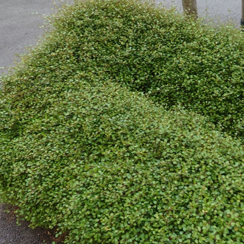 MUEHLENBECKIA complexa MUEHLENBECKIA complexa