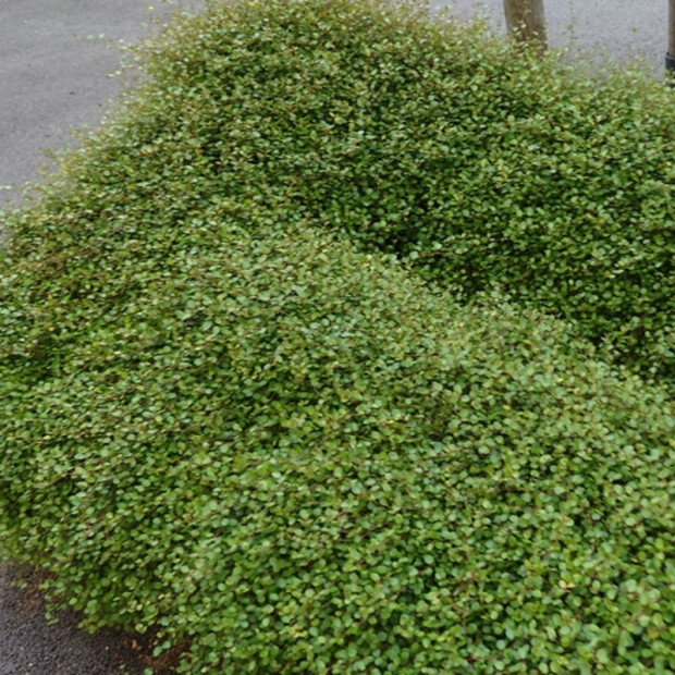 MUEHLENBECKIA complexa