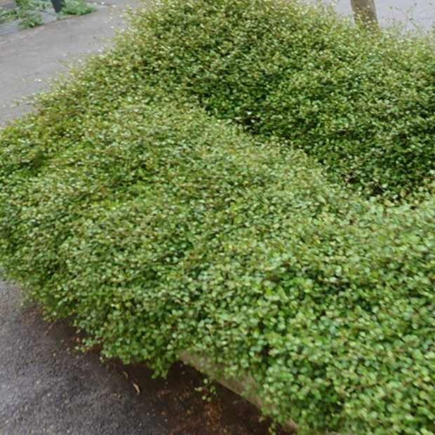 MUEHLENBECKIA complexa