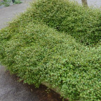 MUEHLENBECKIA complexa MUEHLENBECKIA complexa