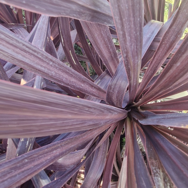 CORDYLINE australis Black night