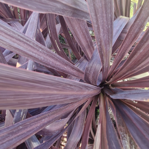 CORDYLINE australis Black night