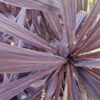 CORDYLINE australis Black night