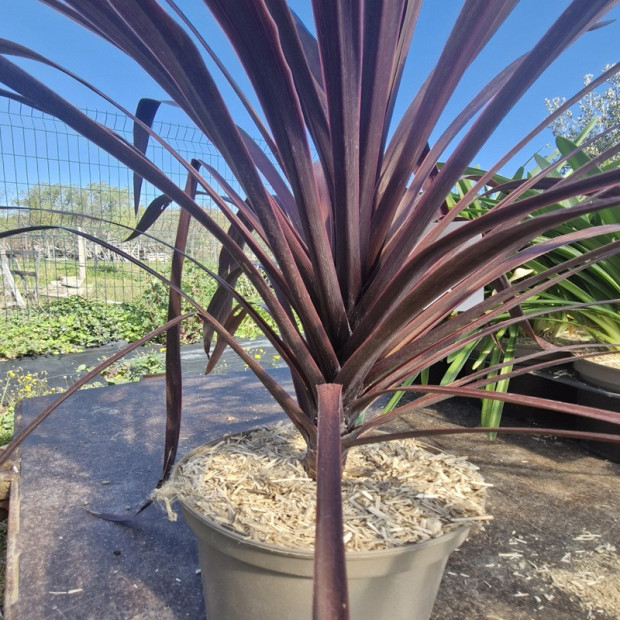 CORDYLINE australis Black night