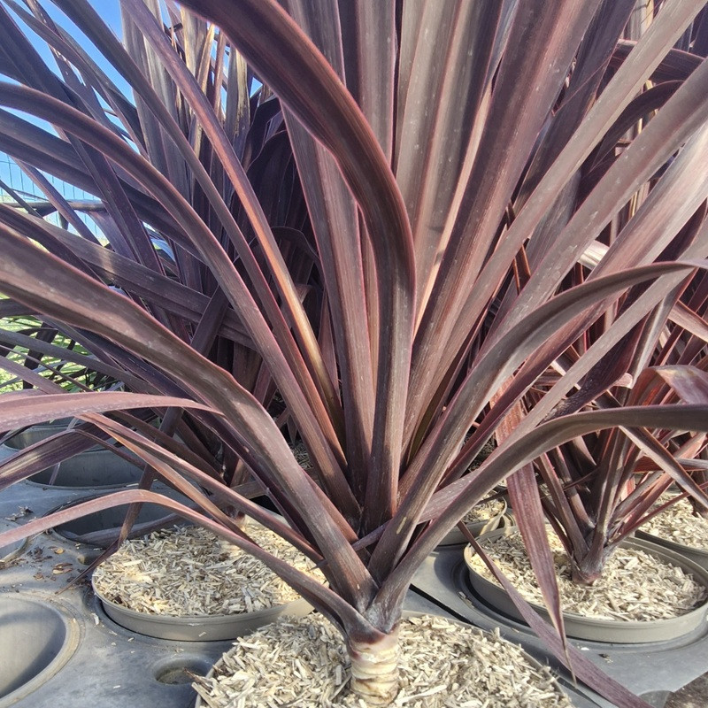 CORDYLINE australis Black night