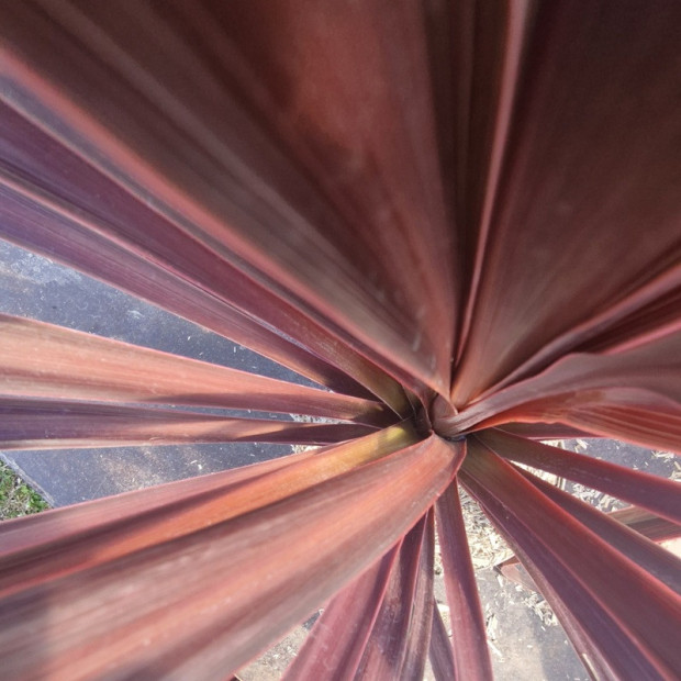 CORDYLINE australis Black night