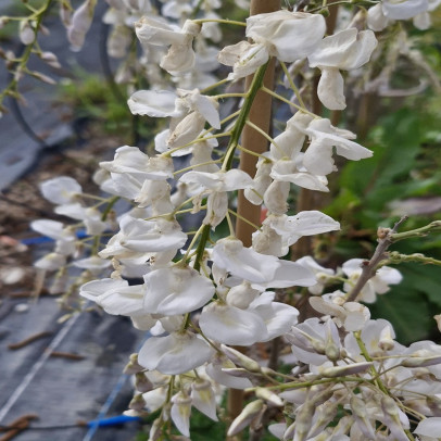 WISTERIA sinensis Alba