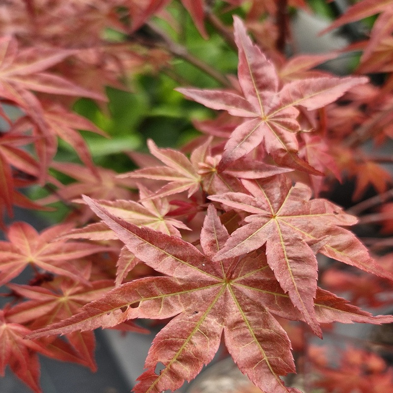 ACER palmatum Deshojo