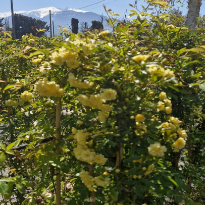 ROSA banksiae Lutea plena
