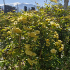 ROSA banksiae Lutea plena ROSA banksiae Lutea plena