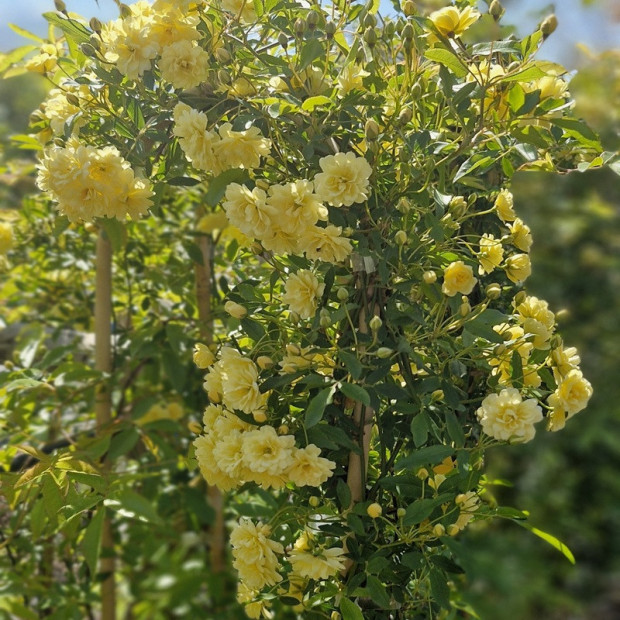 ROSA banksiae Lutea plena