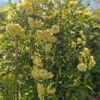 ROSA banksiae Lutea plena ROSA banksiae Lutea plena