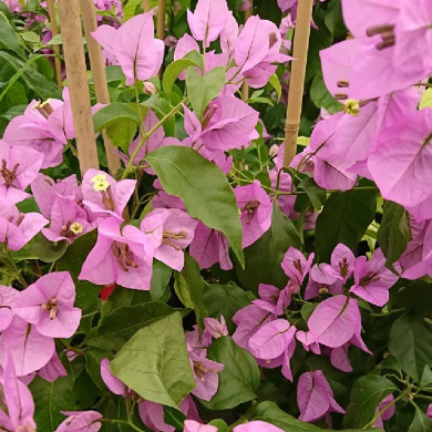 BOUGAINVILLEA sanderiana Alexandra