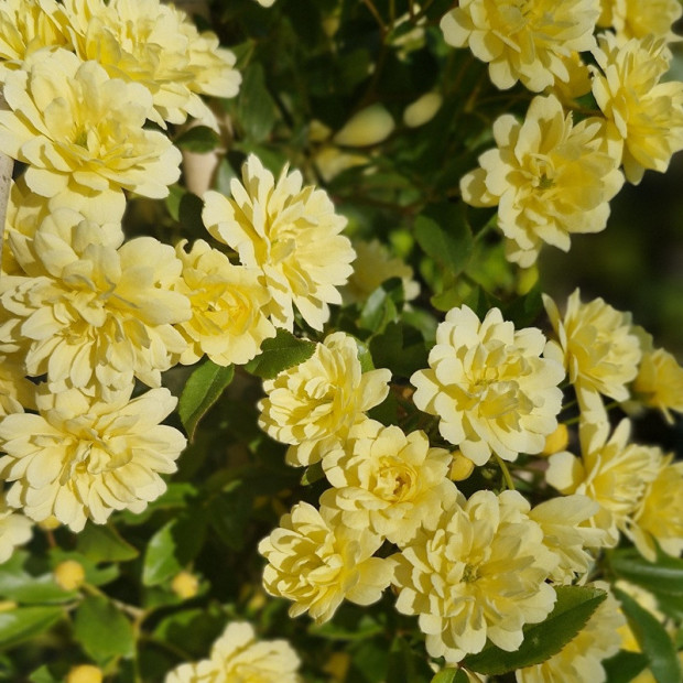 ROSA banksiae Lutea plena