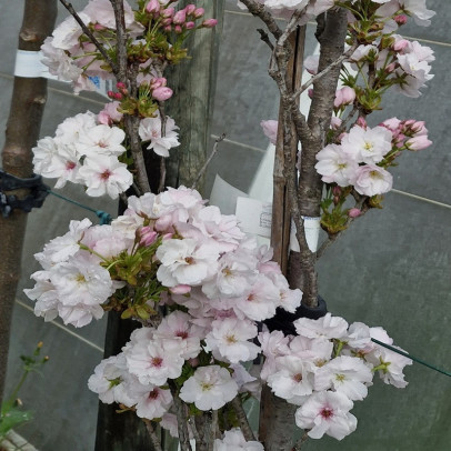 PRUNUS serrulata Amanogawa