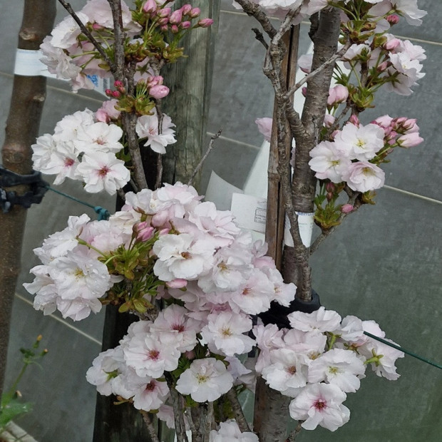 PRUNUS serrulata Amanogawa